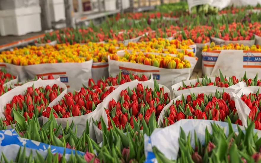 tulpen,retailfowers,mix,24 (8)