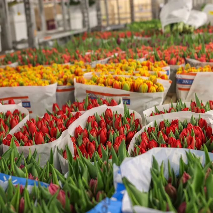 tulpen,retailfowers,mix,24 (8)