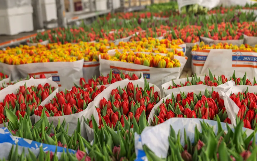 tulpen,retailfowers,mix,24 (8)