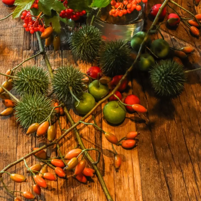 rozenbottel,rood,herfst,2025