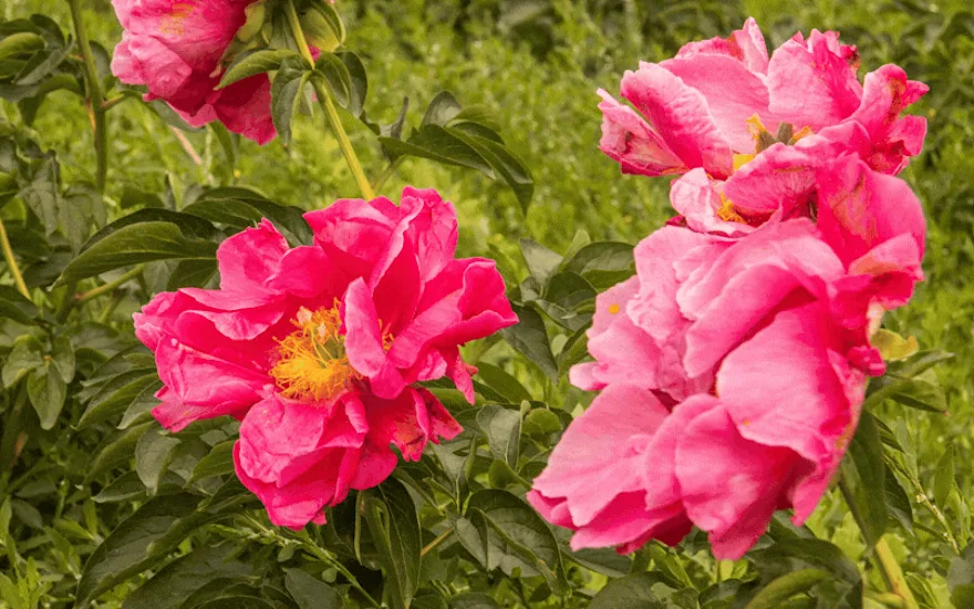 colorful, peonies, 2026