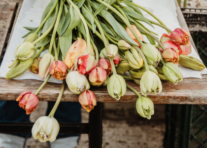 franse,tulpen,lente,25