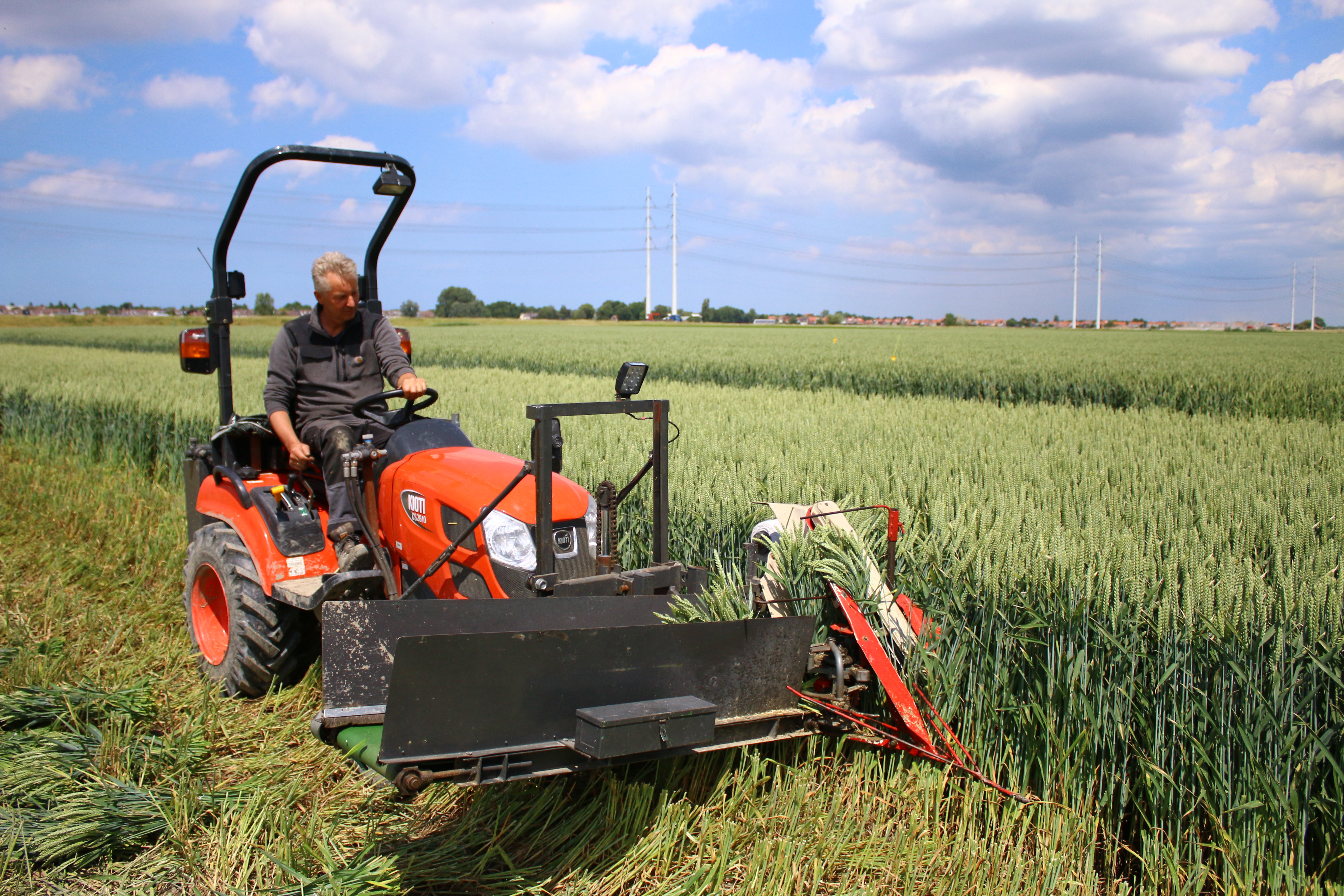 driedwheat,beige,20 (2)