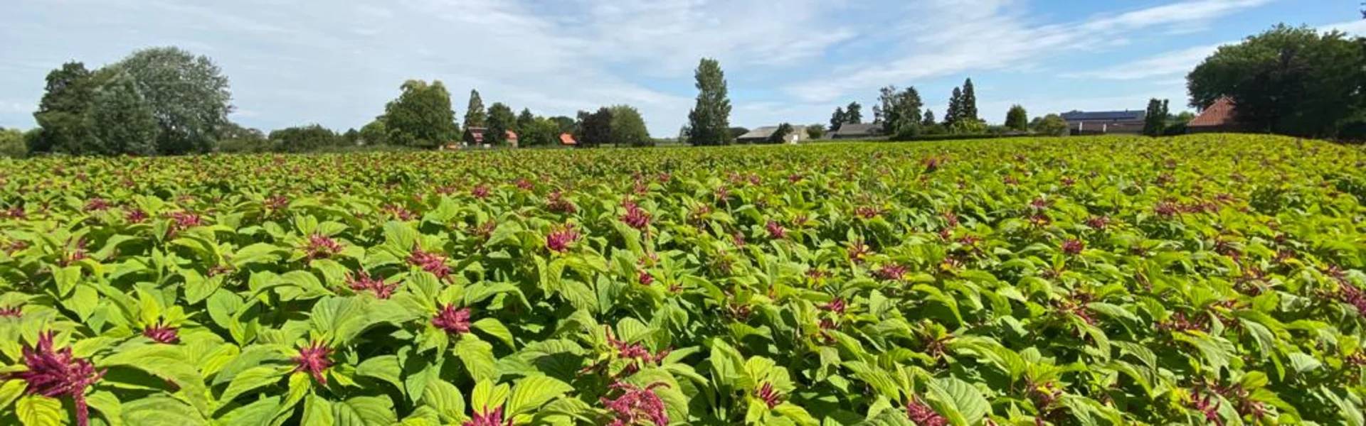 A look at Frans Verhoeven's nursery