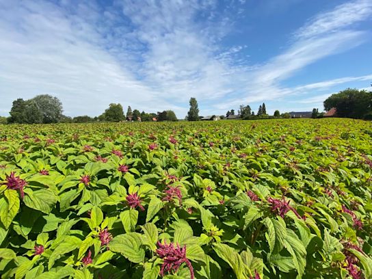 amaranthus,rot,21 (1)