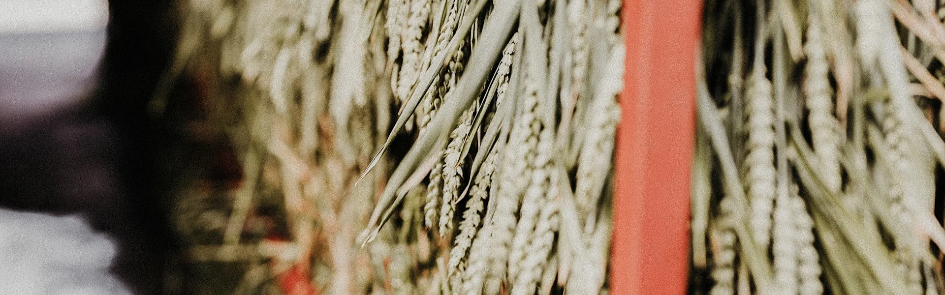 dried & preserved
