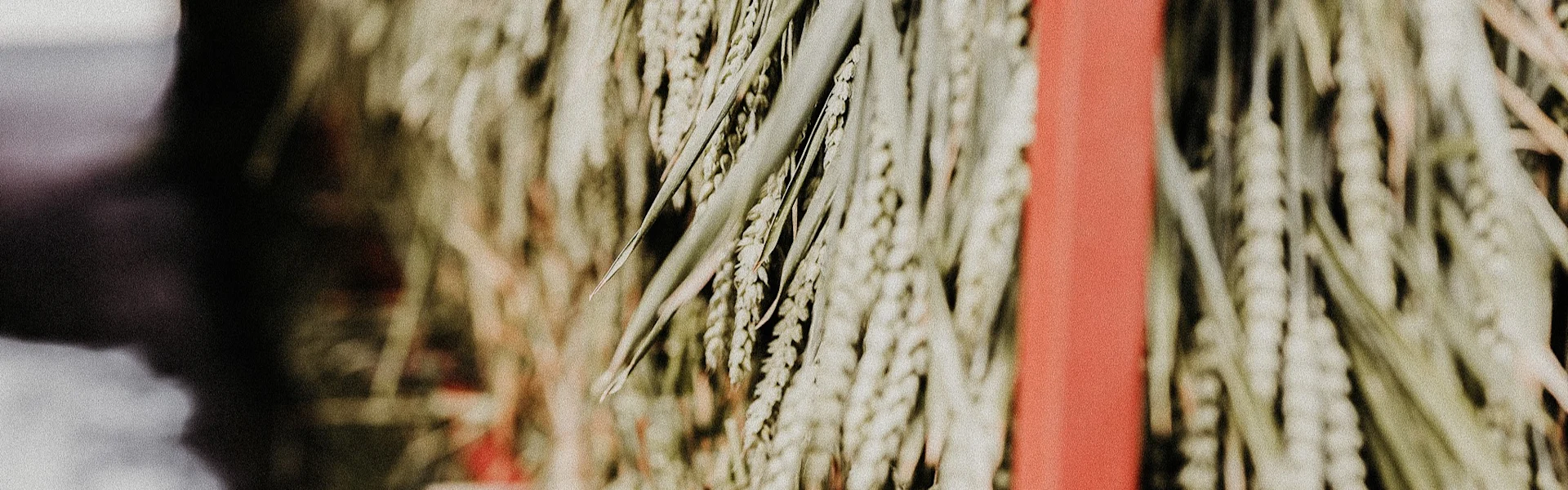 dried & preserved