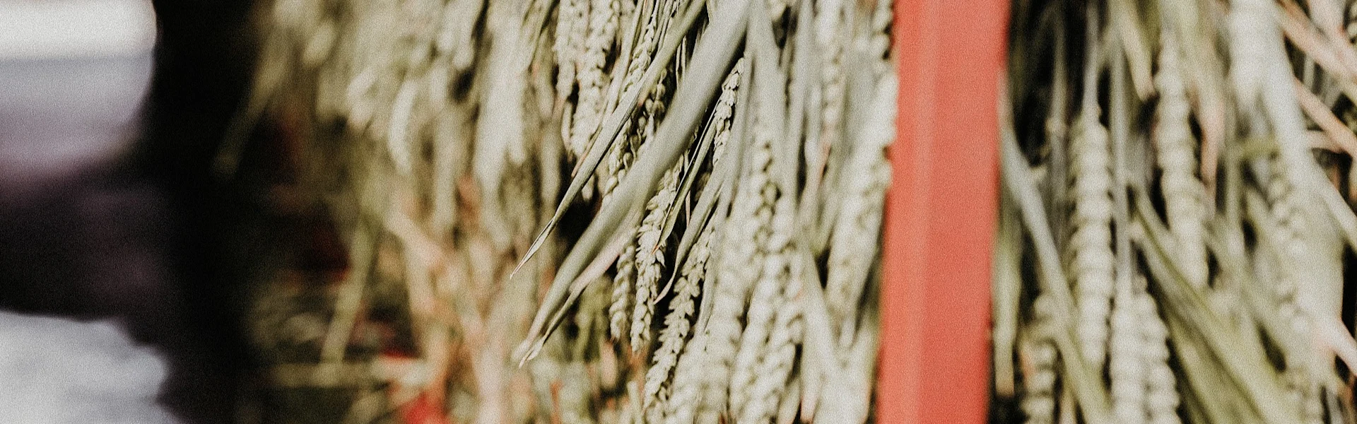 dried & preserved