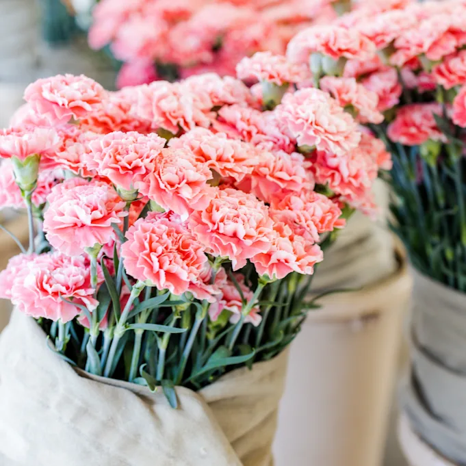 carnations,pink,21