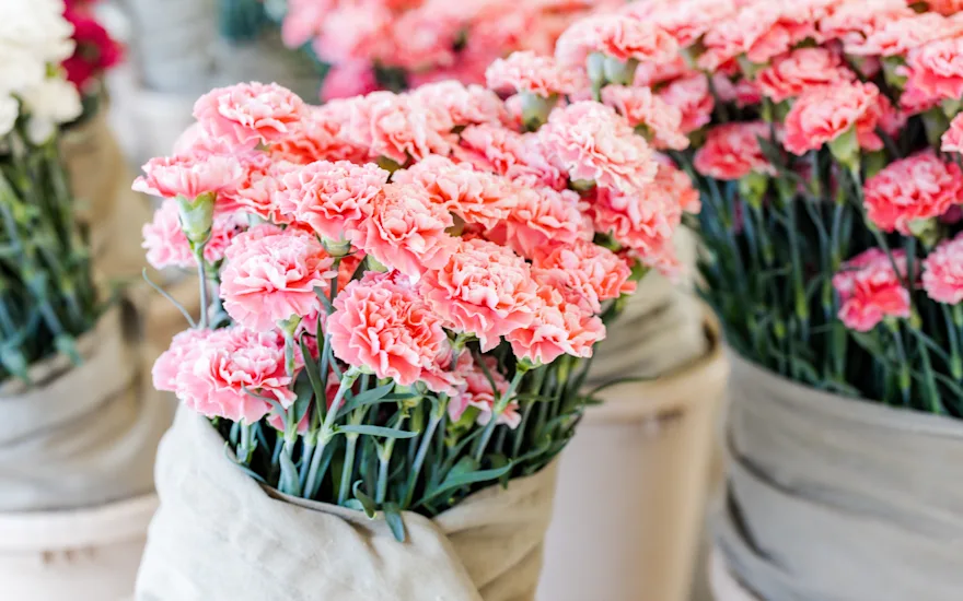 carnations,pink,21