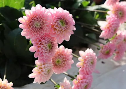 dahlia,roze,kweker,23