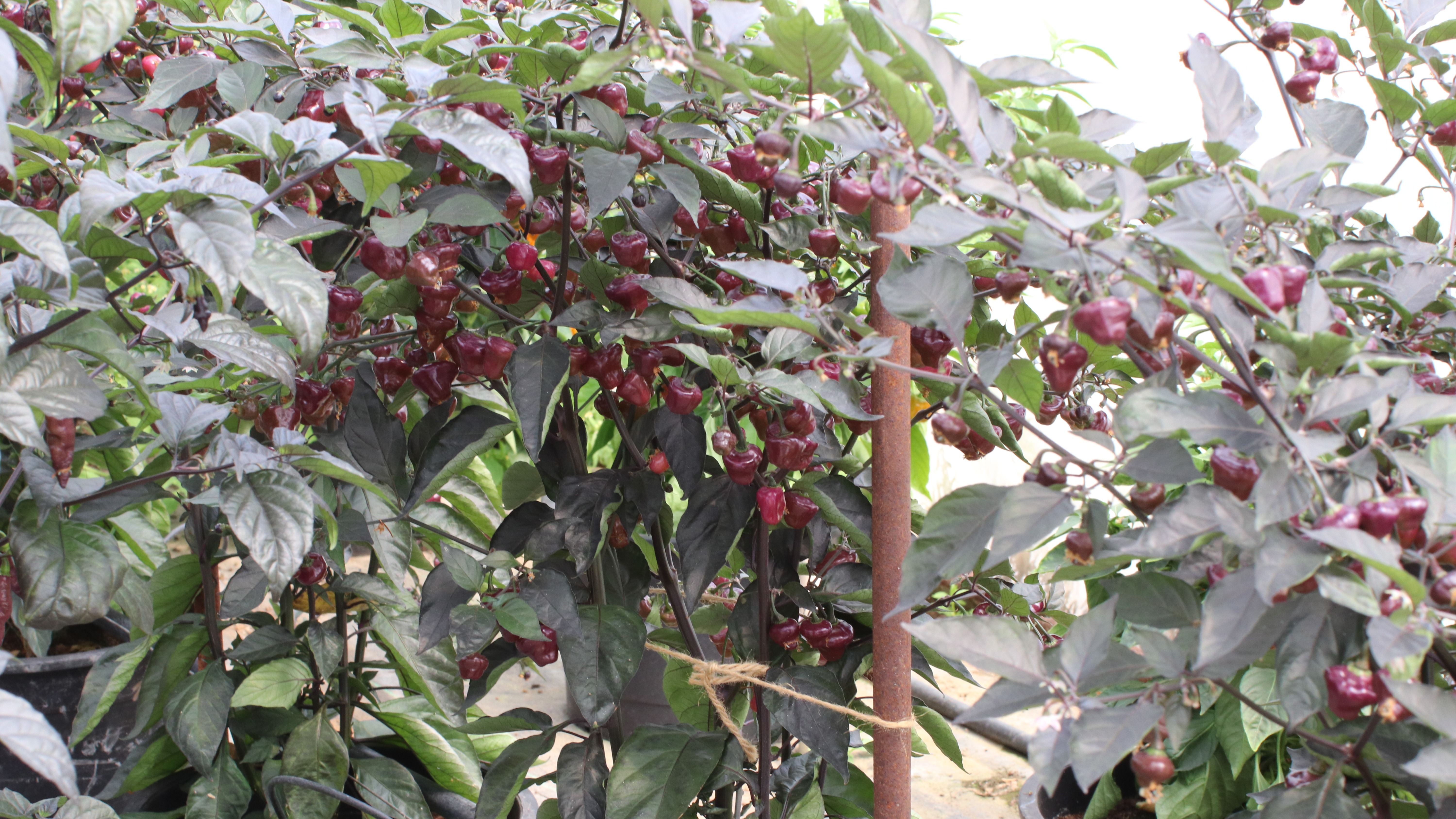 lively art in your interior