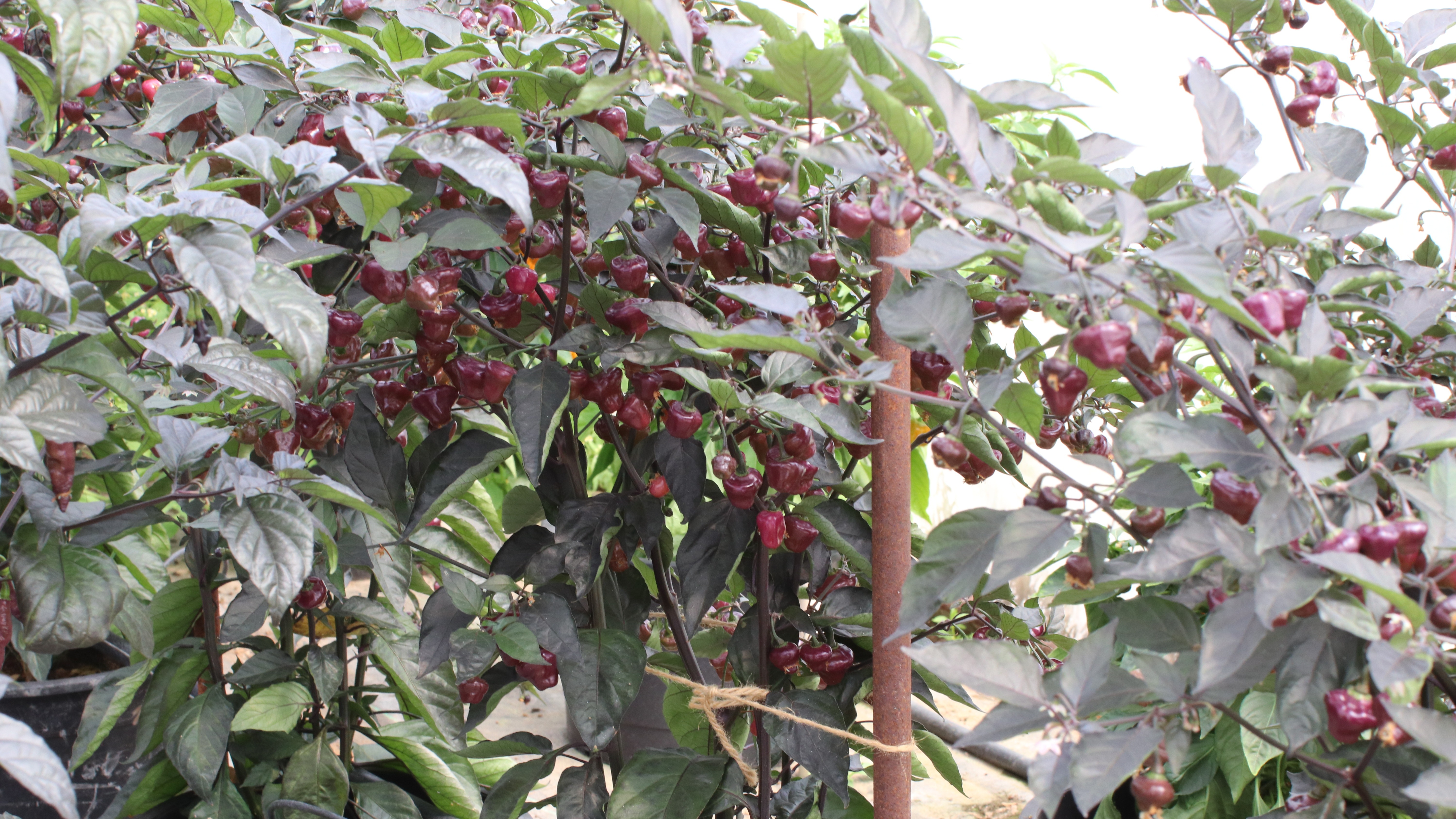 lebendige kunst in ihrem interieur