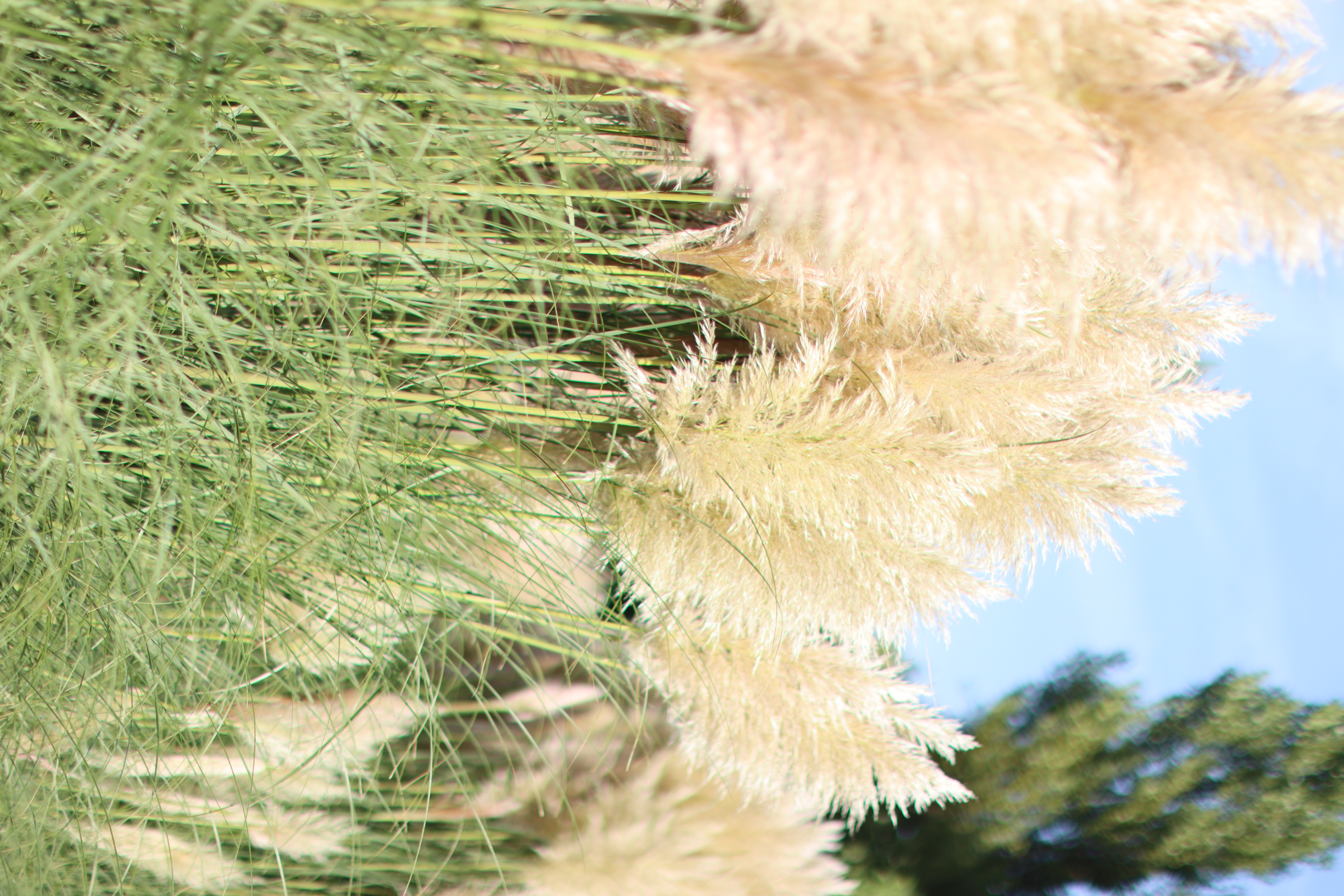 cortaderia,beige,21 (21)