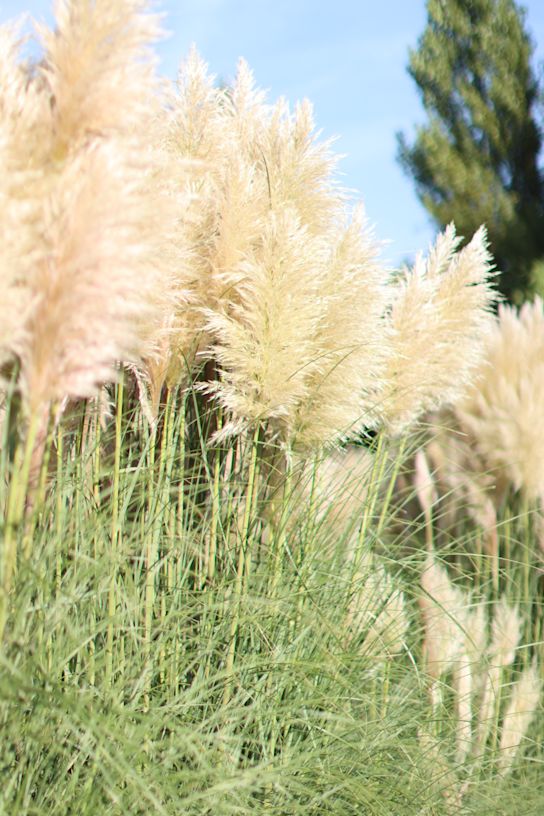 cortaderia,beige,21 (21)