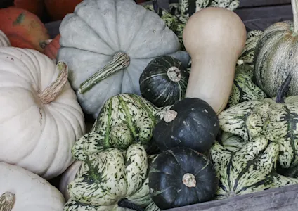 pompoen,oranje,22 (2)