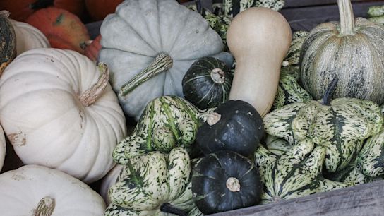 pompoen,oranje,22 (2)