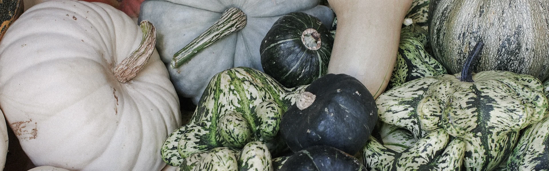 yes, pumpkin season!