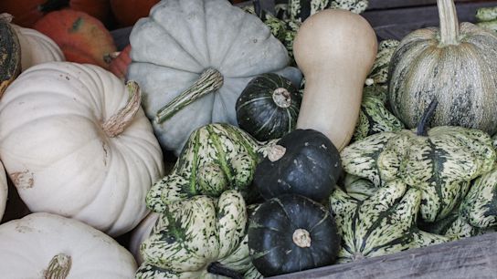 pompoen,oranje,22 (2)