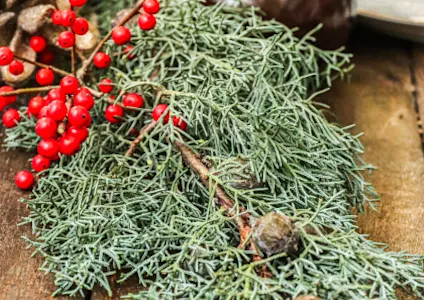 wintersgroen,winter,2025