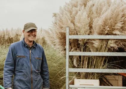 cortederia,beige,24 (5)