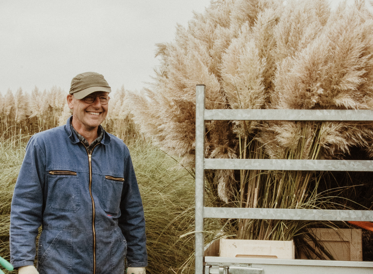 cortederia,beige,24 (5)