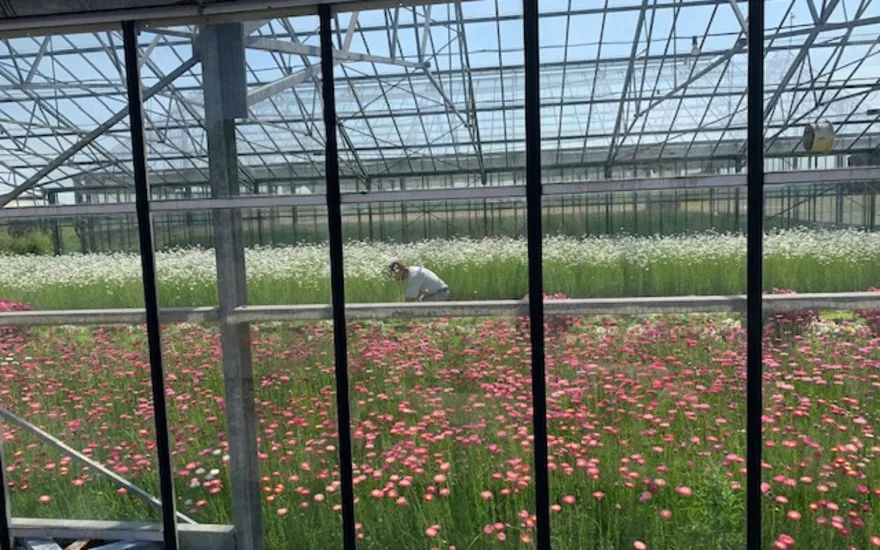 driedhelipterum,white,20 (5)