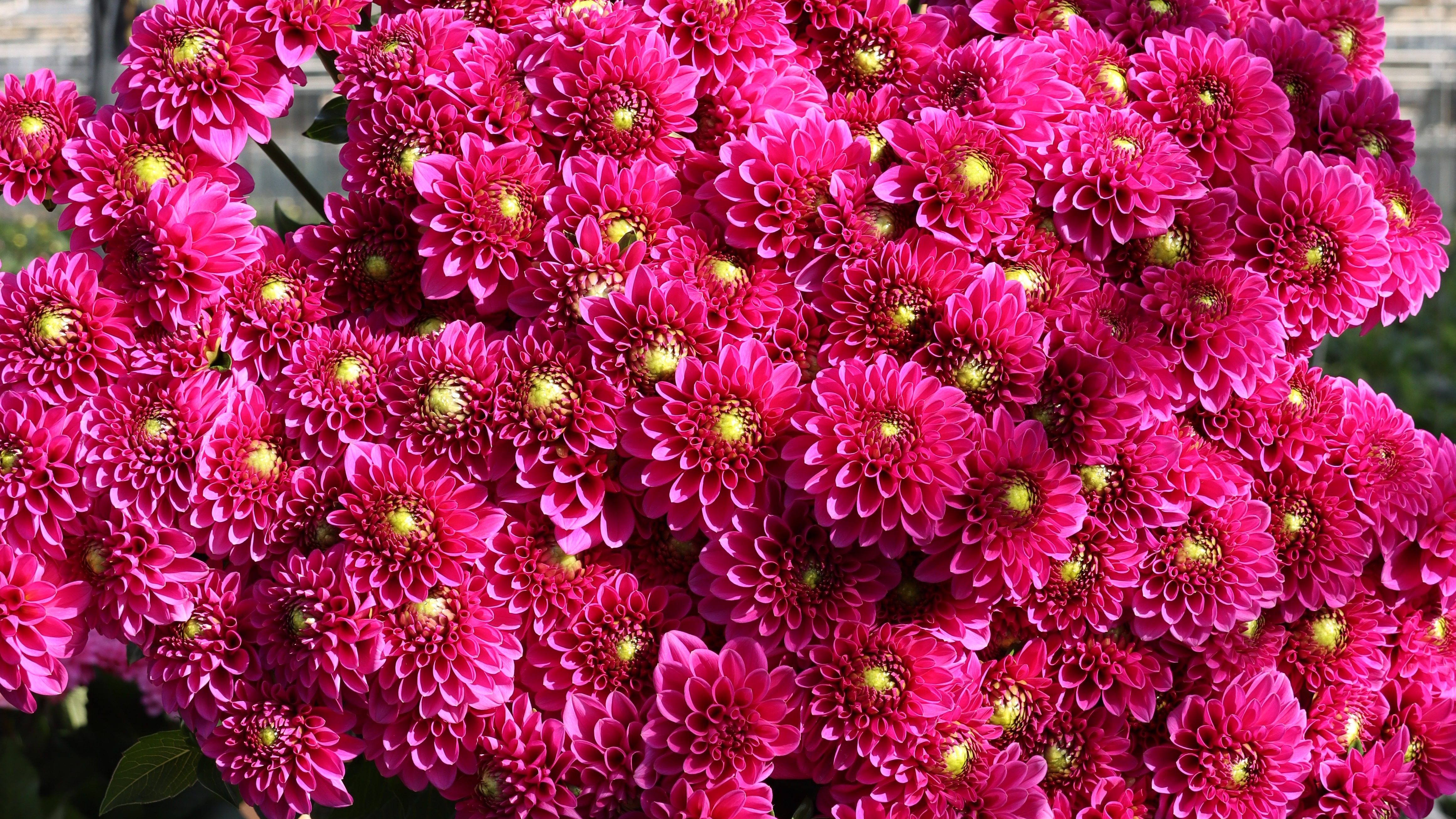 The enchanting dahlias