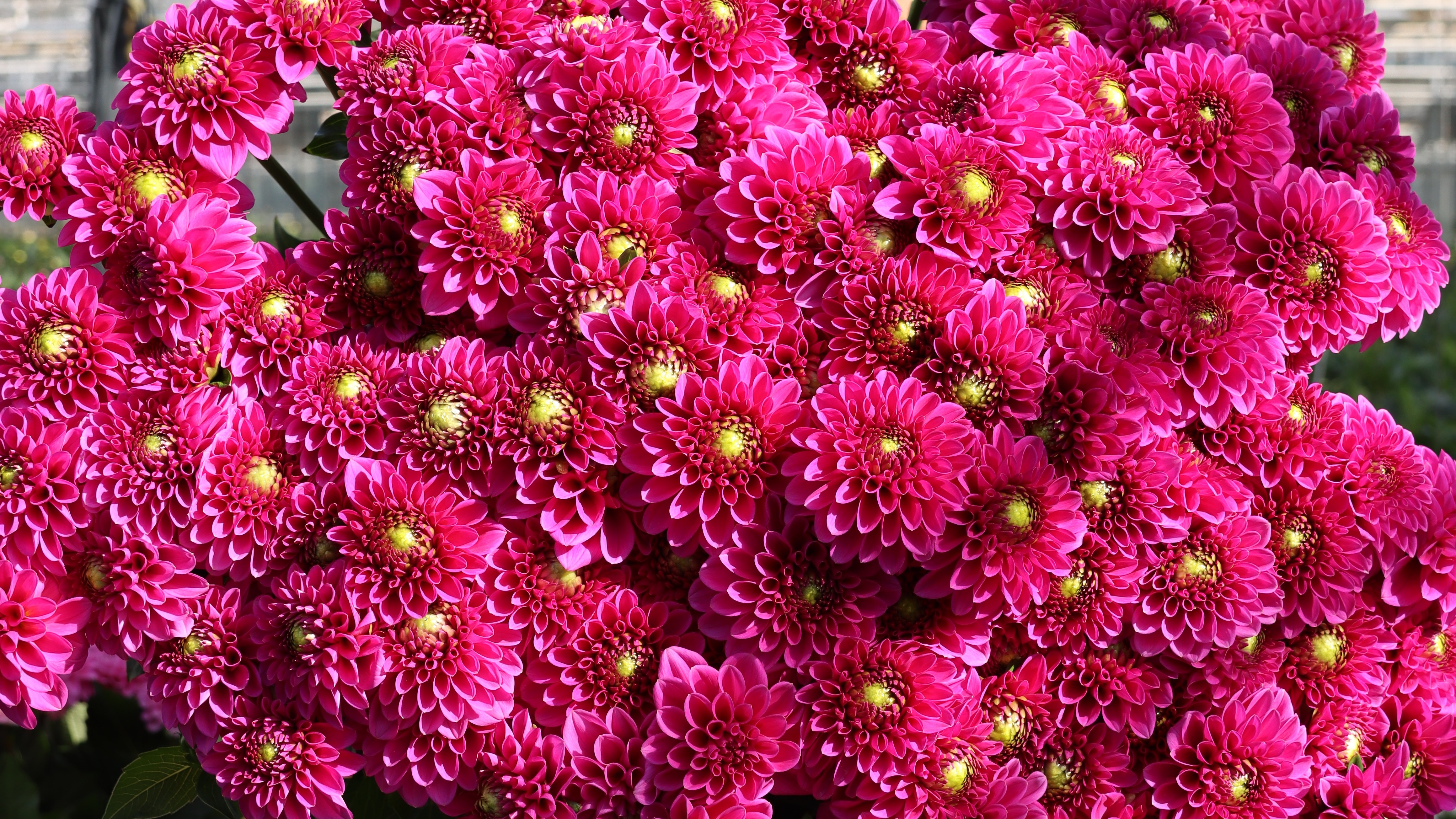 Die bezaubernden Dahlien 