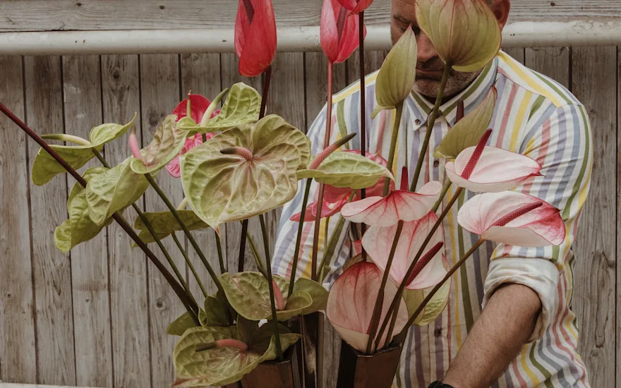 anthurium,roze,24 (13)