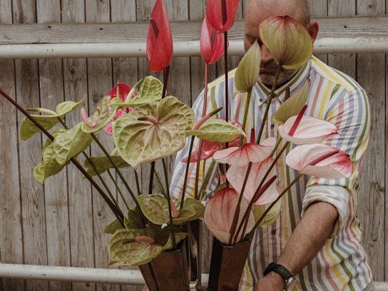 anthurium,roze,24 (13)