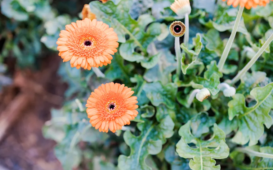 gerbera,orange,21 (1)