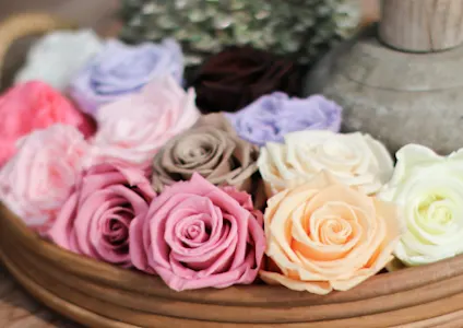 preserved,rozen,roze,23