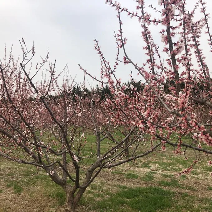 peachblossom,white,21 (3)