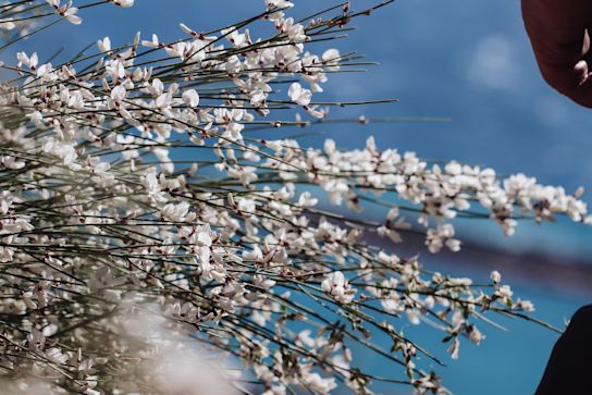 ginstar,weiß,22 (1)