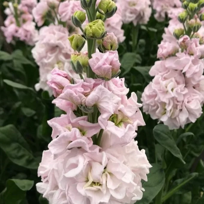 antirrhinum,roze,20