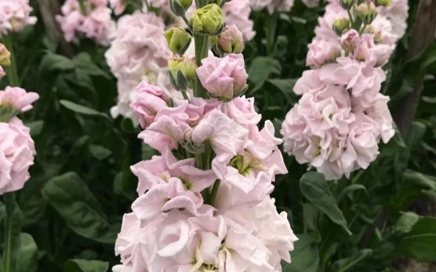 antirrhinum,roze,20