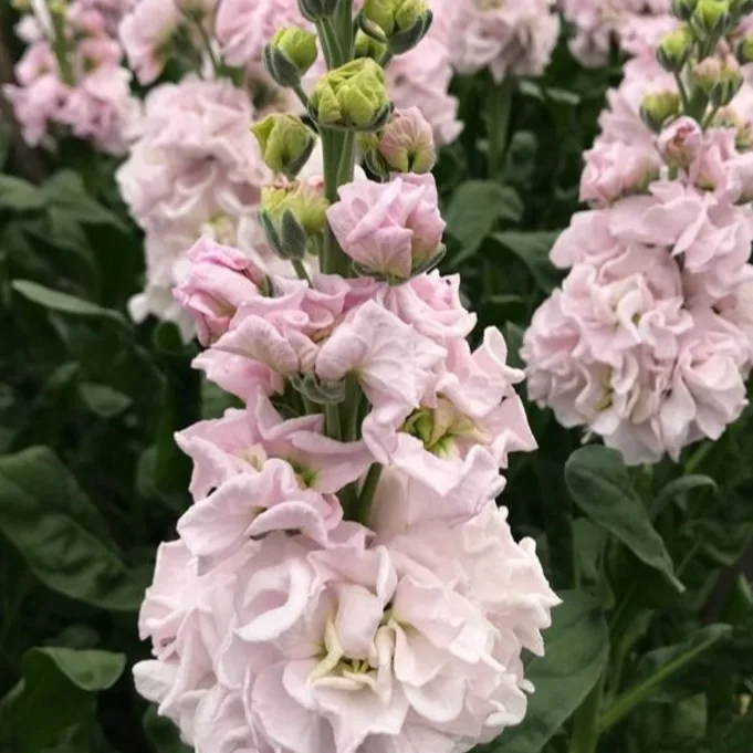 antirrhinum,rosa,20