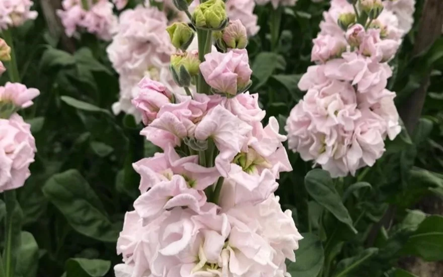 antirrhinum,rosa,20
