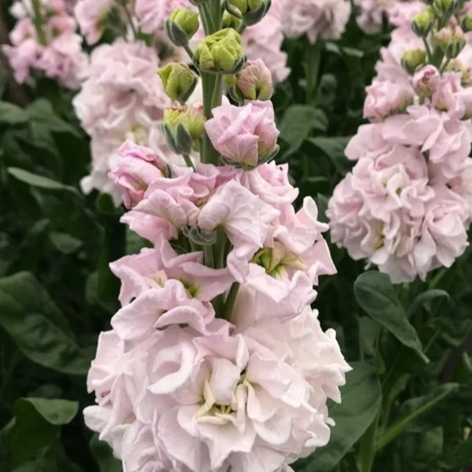 antirrhinum,pink,20