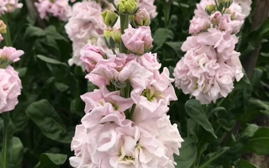 antirrhinum,pink,20