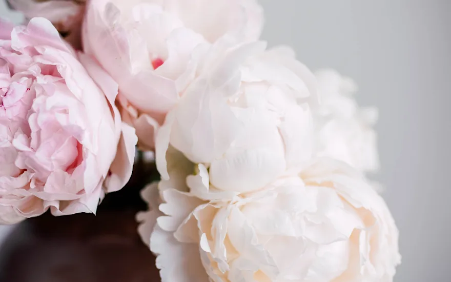 pfingstrosen,rosa,motherschoice,21 (2)
