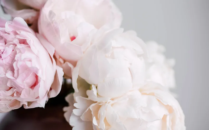 peonies,pink,motherschoice,21 (2)
