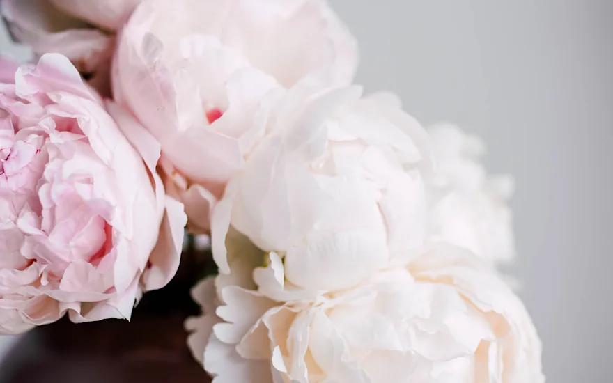 pioenen,roze,motherschoice,21 (2)