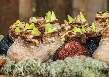 amaryllis,koper.winter,2025