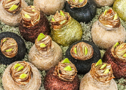 amaryllis,koper.winter,2025