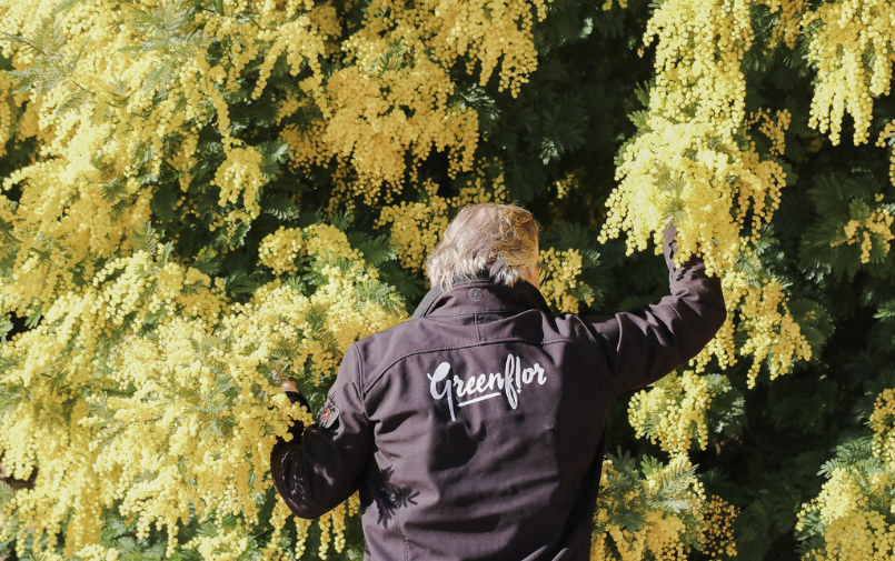 Mimosa kweker aan de Côte d’Azur | Herkomst & kwaliteit | Greenflor