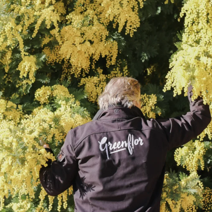 Mimosa kweker aan de Côte d’Azur | Herkomst & kwaliteit | Greenflor