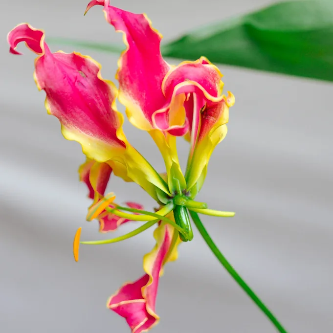 gloriosa,rood,24 (9)