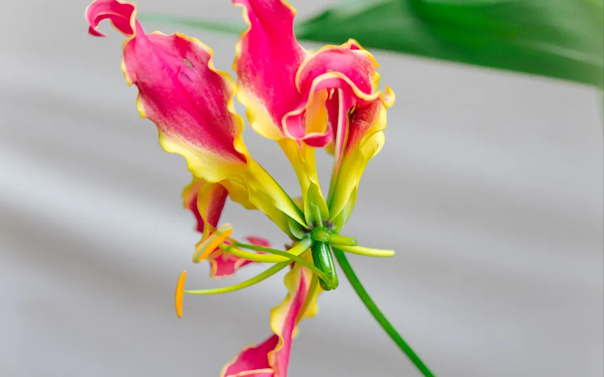 gloriosa,rood,24 (9)